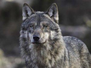 loup